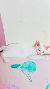 cat for adoption