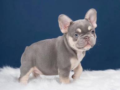 French Bulldog