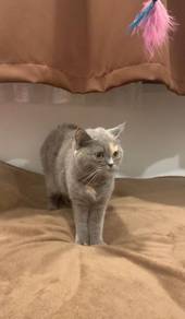 BSH Blue cream