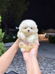 Pomeranian Tiny Male Puppy PROMO