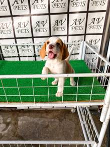 LIMITED! Pure Breed Beagle Puppy