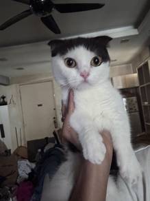 Standard munchkin/kucing biasa