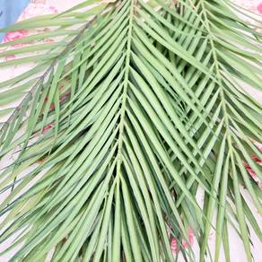 Daun Kelapa (Pelepah Kelapa / )