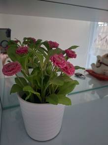 flower pot