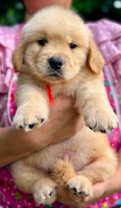 Golden Retriver