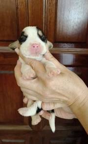 Beagle MKA Cert High Quality puppy