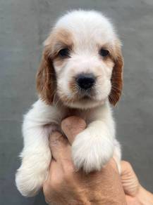 ENGLISH COCKER SPANIEL PUPPIES C90🌻 Male
