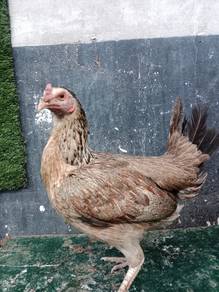 ayam baik ratu