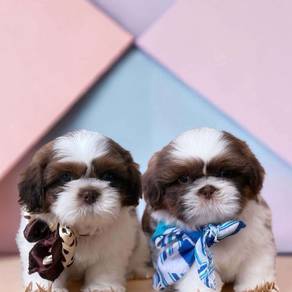Shih tzu puppy