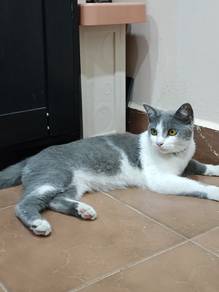 Kucing Free ( jantan )