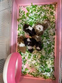 syrian hamster untuk dilepaskan
