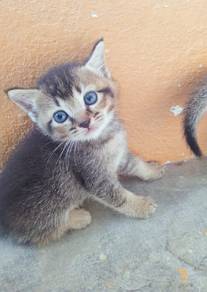 BSH  KITTEN (BlackGold)