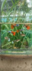 ikan guppy