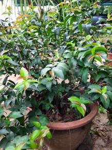 Bonsai Cermai belanda