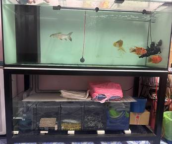 Aquarium set + Fish all to sell