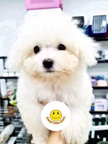 QTTS_BF522 Bichon Frise White haired puppy