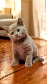 British shorthair male