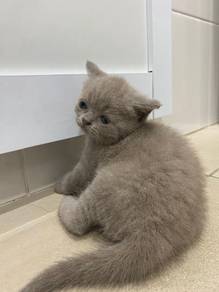 Pure breed bsh