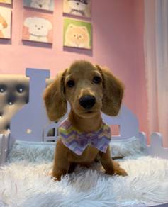 Long-Haired Mini Dachshund  🐾✨