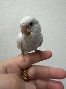 budgie jinak