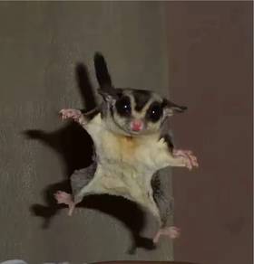 Sugar Glider  