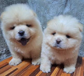 Chow Chow
