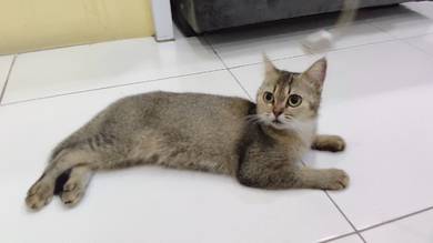 British Shorthair NY25 Female