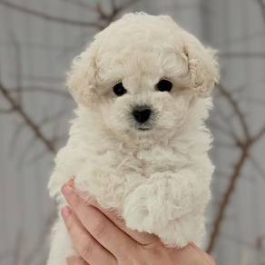 Angelic Maltese Bichon Mix Puppy Small White Compa