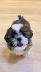 A40 Little Shih Tzu Puppy