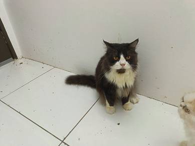 Kucing Baka Parsian Untuk Dilepaskan