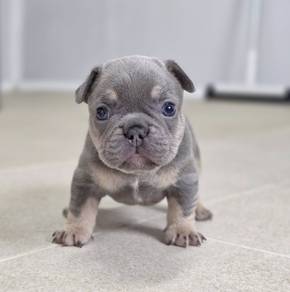 FRENCH BULLDOG PUPPIES VIP115🌻 boy-girl lilac tan