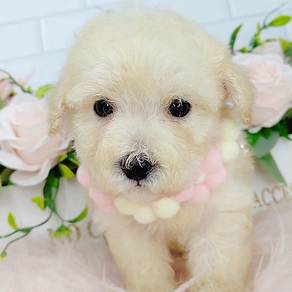 Poodle