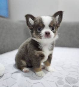 CHIHUAHUA PUPPIES 180🌷Head Apple Cute Dog