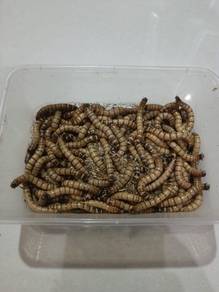 Homegrown Superworms