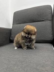 P33089 BEAR Tiny Pomeranian super cute puppies