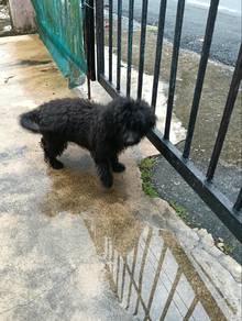 toy poodle