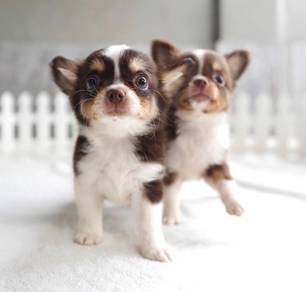 CHIHUAHUA PUPPIES VIP142🌷Head Apple Cute Dog