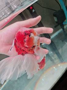 Goldfish oranda