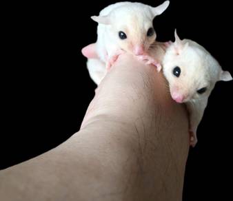 Sugar Glider