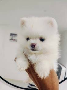 Pomeranian white