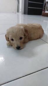Toy Poodle Puppies
