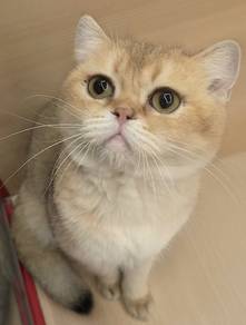 British short hair golden cat for sale 
