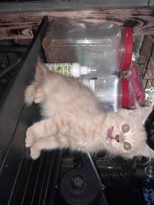 British longhair kitten 😸 