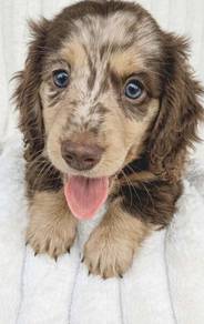 MINIATURE DACHSHUND Puppies VIP37🐻 Male~ Dappled