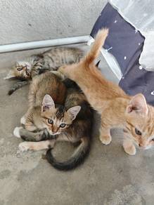 Kucing untuk diberikan sahaja