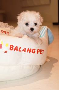 J0870 Maltese Cute Small Size Sweet Face Puppy