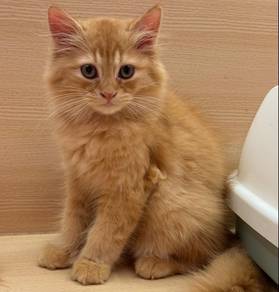 Mix Persian&Mainecoon cat for sale