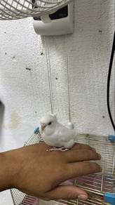 Budgie
