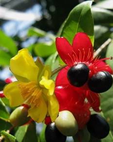 Ochna serrulata | Birds Eye | Mickey Mouse Bush