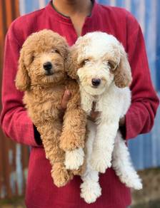 Tiny Poodle Puppies